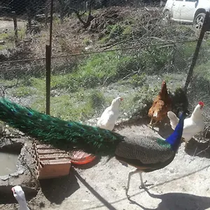  Séjour à la ferme Ticci